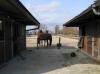 Pferdeboxen frei in Aurich,  inclusive Weide und Paddock