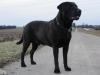 Labrador Labrador Deckrüde ,  FCI Papiere,  Multi Champion,  HD/ ED frei.