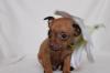 RUSSISCHE TOY - TERRIER