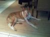      Traum-Pflegehund-Mustak sucht zu Hause,  mag Menschen,  Kinder,  Hunde und Kat