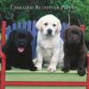 Labrador Welpen von Champions