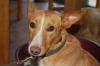 Hope/ Podenco/ ca. Jahre2