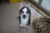 Sibirischer husky (Rüde)