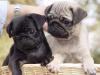 schwarz und beige mops welpen 100 euros