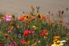 Blumensamen abzugeben