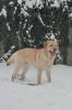 labrador Rüde