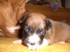 Rhodesien Ridgeback-American Bulldog Mix Welpen