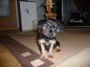 yokshire mix welpen