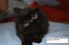 Reinrassige Maine Coon Kitten suchen liebevolles neues Zuhause