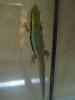 Phelsuma klemmeri 2.8.20 ! DNZ 2008/ 2009 und2010