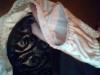 Du magst Dessous,  schimmernde Nylons und Fusserotik 