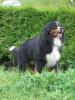 Hunderennen für Jedermann am 10.04.2010 bei Kassel
