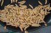 Wachsraupen, Wachsmaden(Bienenmaden)