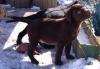 supersüsse Labradorwelpen in choco, gelb und schwarz m. Papieren