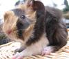 Meerschweinchen Babys aus vet anerk. Hobbyzucht - bringen möglich 