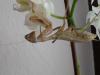 Biete Sphodromantis viridis L3/ L4