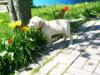Labrador Retriever Welpen