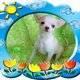 Chihuahua Welpen frei,  ein gutes Zuhause