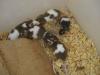 schlangenfuttertiere /  Mäusebabys