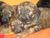 Briard-Mix Welpen