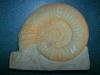 Fossilie Amonit