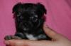Typvolle, hübsche Chihuahuawelpen Lang u. Kurzhaar mit Papieren *****