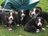 Sooo süsse Appenzeller- Sennenhund Welpen zu verkaufen