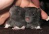 5 kleine Rattenkinder suchen eine liebevolle Hand
