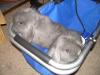 kleine Osterkaninchen suchen neues Zuhause