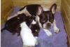 French Bulldog,  Französische Bulldoggen-Welpen