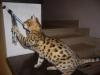 2 Katzen zu verkaufen.  Geburtsdatum: 03.10.2010 