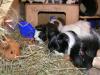 Meerschweinchen Notstation: Vermittlung/ Aufnahme