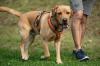 MR. SAM - Labrador- 4 Jahre - Tierhilfe-Franken e.V.