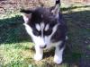 Husky welpe zu verkaufen