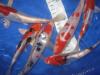 Japan Koi in verschiedenen 10-30cm