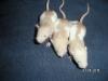 rattenbabys suchen schönes neues zuhause