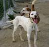 Lieber,  stattlicher Pointer sucht eine Familie