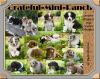Australian Shepherd Welpen