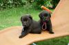 sckobraune Labrador Welpen