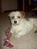 Süsser Terrier Mix abzugeben,  8 Monate alt