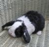 Zwergkaninchenpärchen mit Schlappohren aus Hobbyzucht Nähe Köln zu verkaufen