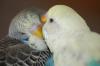 Nettes,  informatives Sittich Vogel Forum