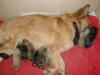 11 bezaubernde Golden Retriever,  Weisser Schäferhund Mix-Welpen