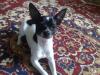 chihuahuaDECKrüde reinrassig                          