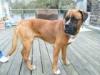 Lieber großer Boxermix sucht Menschen für immer!