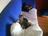 kleiner kater und katze