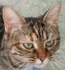 Liebe tigerkatze Mentira sucht verantwortungsvolles Zuhause!