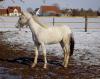 Pony of Amerika zu verkaufen