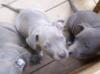suche PitBull welpen ( Blue Line ) man 