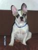 Französische Bulldogge /  Rüde 9 mon 